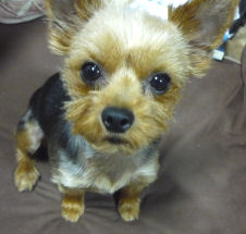 か~わ~うぃ~うぃ~!☆(≧▽≦)☆!