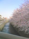 神田川２