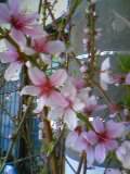 桃の花