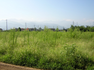 ちぇるのおはかから富士山