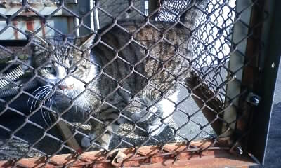 六郷橋のねこ