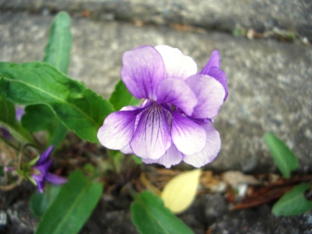 sumire0001.JPG