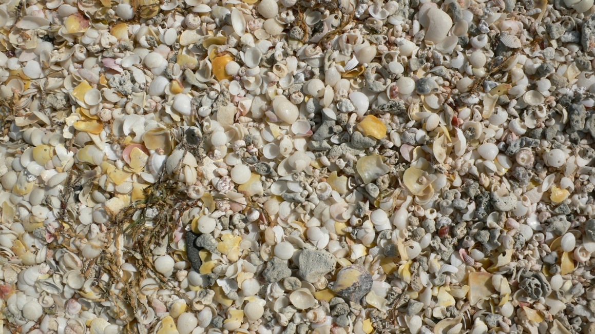 ドゥカーン近くの海岸の貝殻