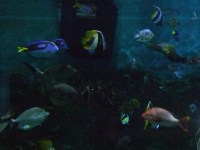 熱帯魚