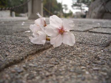 桜の季節も、もう終わり。。。