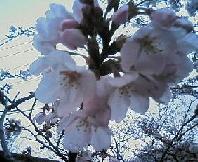 早朝の桜
