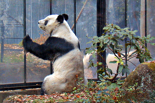 上野のパンダ