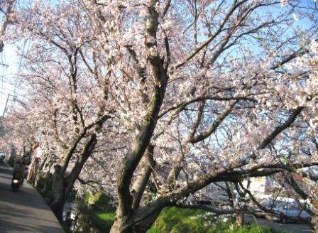 桜土手の桜２