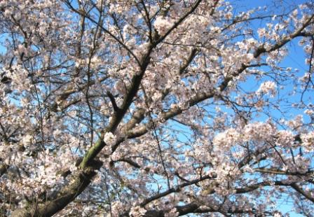 桜土手の桜３