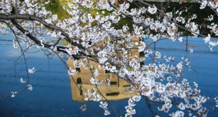 桜土手の桜４