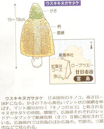 ウスキキヌガサタケ(圧縮２)