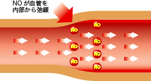 血管２