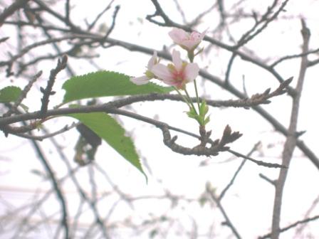 １０月の桜２