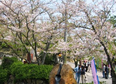 千光寺の桜２