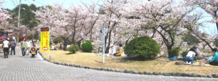 千光寺の桜４