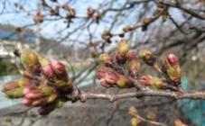 桜のつぼみ