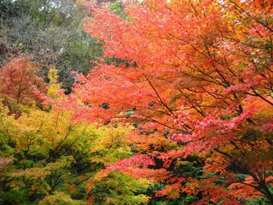 紅葉風景