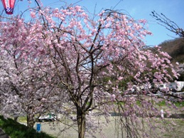しだれ桜