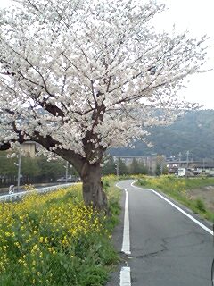 桜.jpg