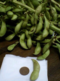 栗豆枝豆.jpg