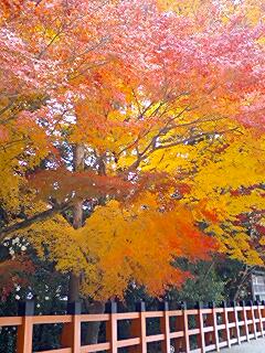 上賀茂神社　紅葉.jpg