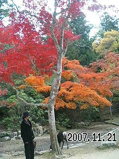 miyajima