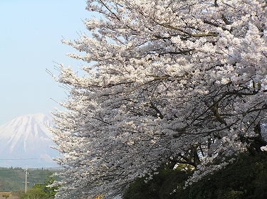 桜満開