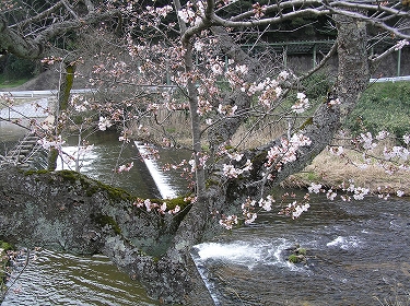 法勝寺桜