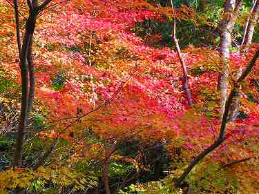 竹林寺