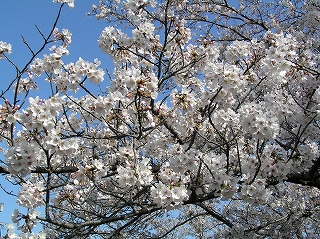 満開桜♪.jpg