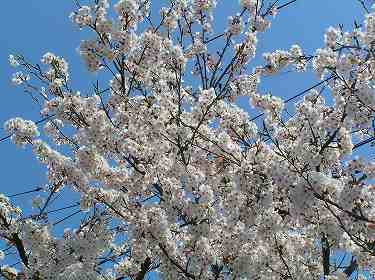 桜、満開