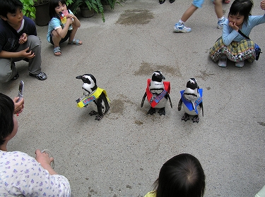 ペンギンの散歩