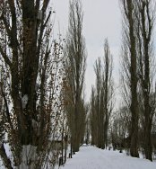 北大ポプラ並木　冬