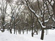 雪に埋もれる真冬のエルムの森