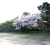 気比の松原（桜が満開です）