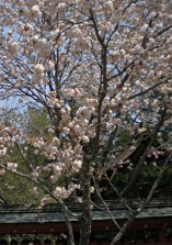 塩釜桜