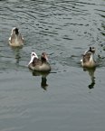 池の水鳥達　鴨