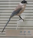 鳥の博物館（オナガ）