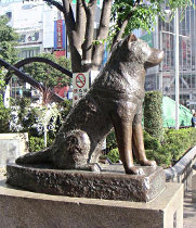 忠犬ハチ公０１　ＪＲ渋谷駅の忠犬ハチ公像.jpg