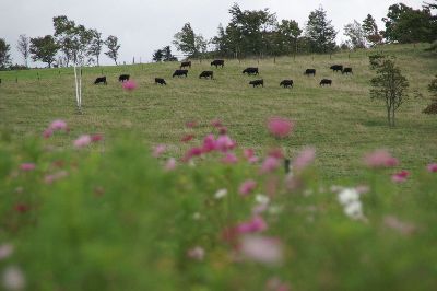 丸加高原コスモスと牛の放牧.jpg