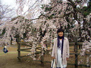 sakura1