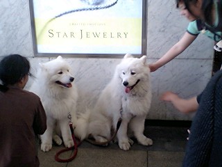 大阪駅にいた 二匹の大きい白い犬 My Favorite 楽天ブログ