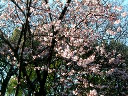 上野公園桜.jpg