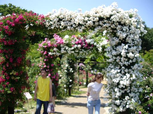 京成バラ園　アーチ