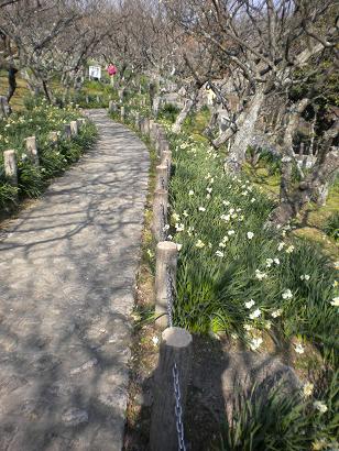 田浦の梅林