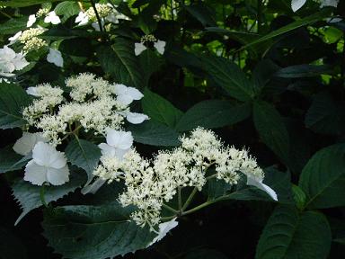 長谷寺　あじさい今日は入場制限が無く入れて良かったと