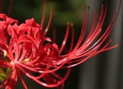 HIGANBANA
