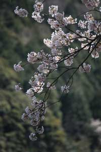 sakura2