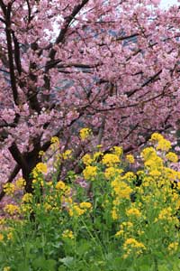 sakura2