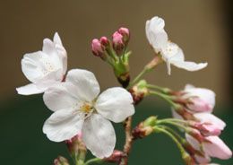 sakura3